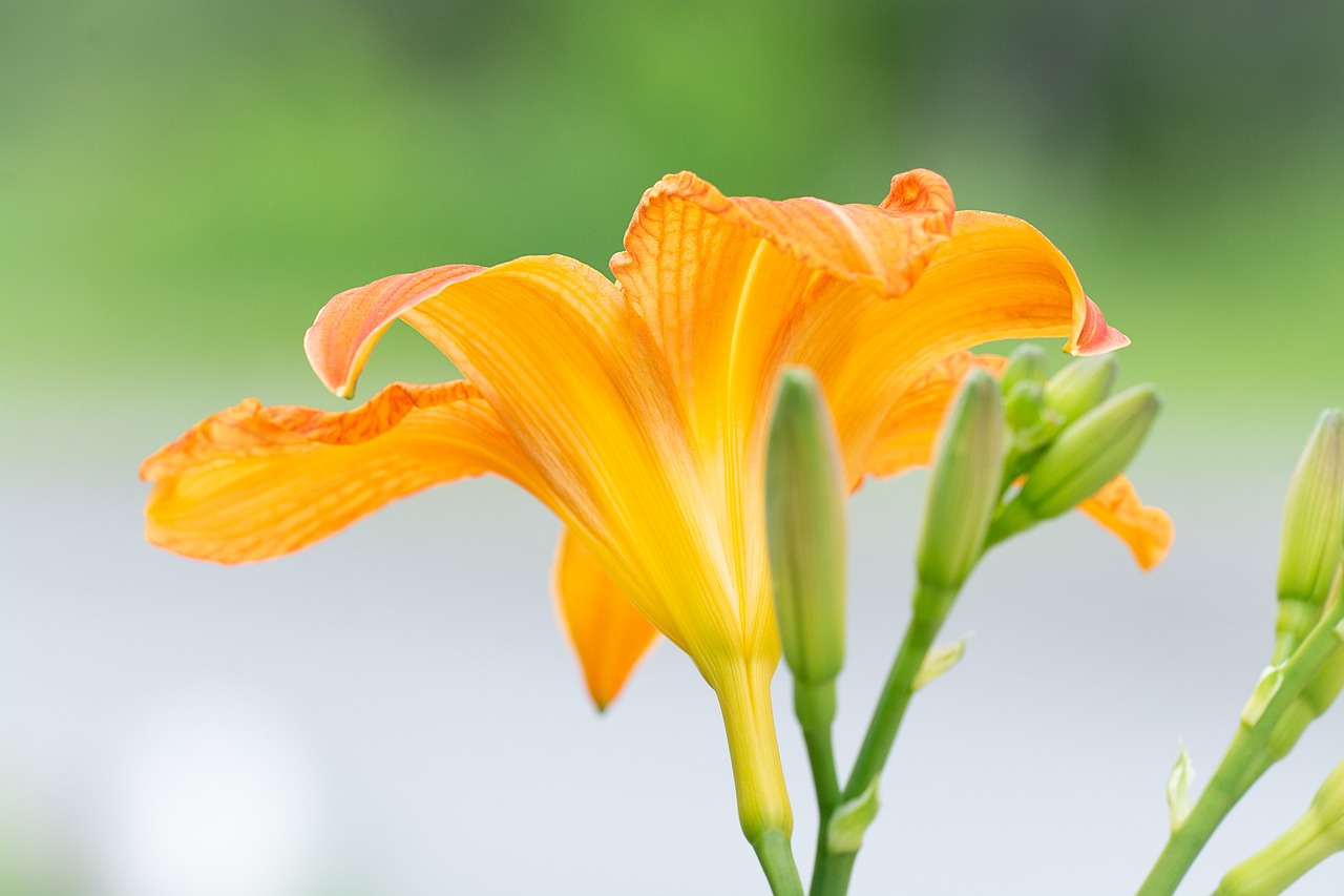 西美花盛最新動態(tài)，新篇章綻放盛開