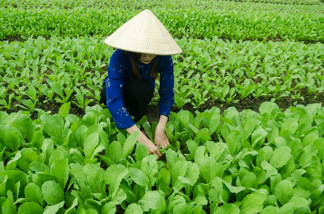 三亞海坡村最新概覽，最新發(fā)展動(dòng)態(tài)與現(xiàn)狀解析