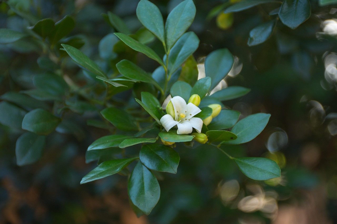 中醫(yī)藥法最新動(dòng)態(tài)，邁向現(xiàn)代化與規(guī)范化的新征程